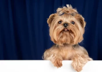 En İyi 22 Hipoalerjenik Köpek Irkı