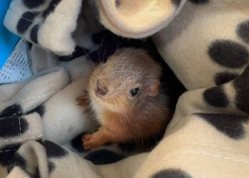 Tavuk tarafından sahiplenilen yetim yavru sincap