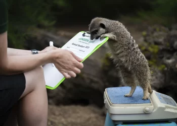 Londra Hayvanat Bahçesi’ndeki hayvanlar yıllık tartıları için teraziye çıkıyor