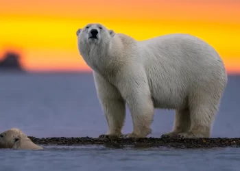 2100 yılına kadar nesli tükenme riskiyle karşı karşıya 