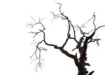 Aşırı kuraklıklar ormanların davranışlarını değiştiriyor