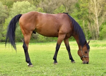 Atlar neden ayakta uyur?