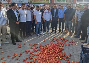 Konya’da üreticiler isyanda: Domatesleri yere döktüler!