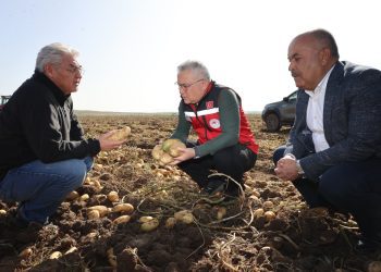 Sivas’ta patates hasadı başladı