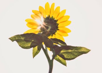 Ayçiçekleri güneşi takip eder ama nasıl?