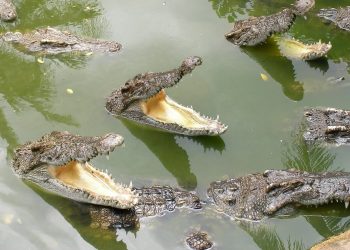 emre turan - yurt ve dünya