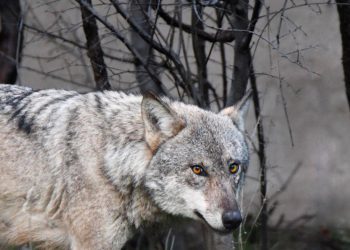 Ankara’ya kurt indi. Yurttaş cep telefonu ile görüntüledi.