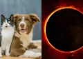 Güneş tutulması öncesi evcil hayvan sahiplerine uyarı