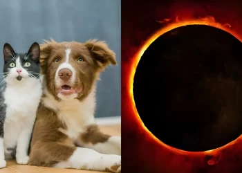 Güneş tutulması öncesi evcil hayvan sahiplerine uyarı