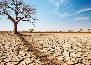 İklim değişikliği bitkileri göç ettiriyor: “Türkiye’deki bitkilerde yok olma sürecindeyiz”