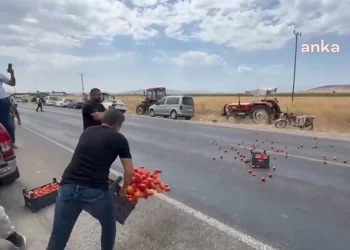 Çiftçiler isyanda: Traktörle yol kapattılar, ellerinde kalan domatesleri döktüler