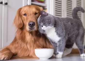 Sahiplendiği hayvanı kaybedenler dikkat! 3 yıl hayvan sahiplenemeyecekler