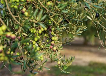Zeytin üreticisi Dursun Gökbel yazdı: “Meclisten geçirilecek zeytin yasasında gerçek ne?”